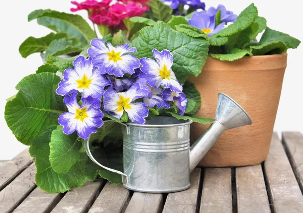 Blommande penséer i kruka — Stockfoto