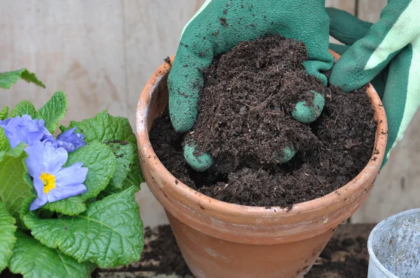 Potting — Stock Photo, Image