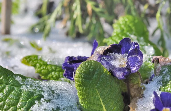 Ice on pansies — Stock Photo, Image