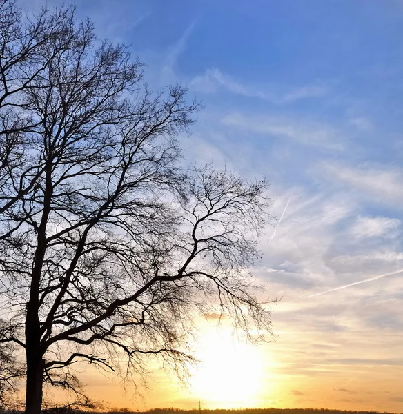 Tree on sunset backgrouund — Stock Photo, Image