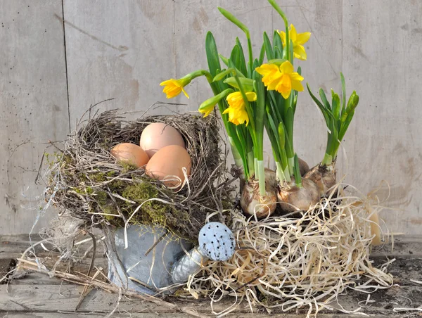 Яйца в гнезде с нарциссами — стоковое фото