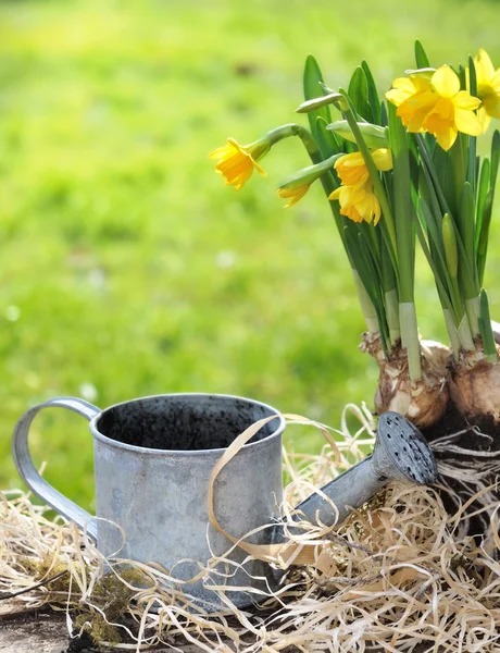 Narcissus and watering can — Stock Photo, Image