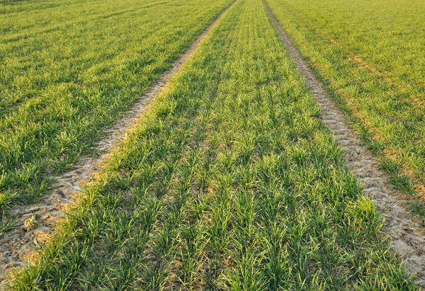 Fide buğday — Stok fotoğraf