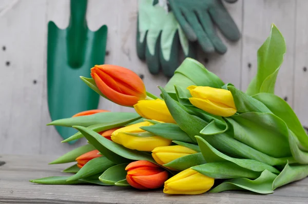 Tulipas e ferramentas de jardinagem — Fotografia de Stock