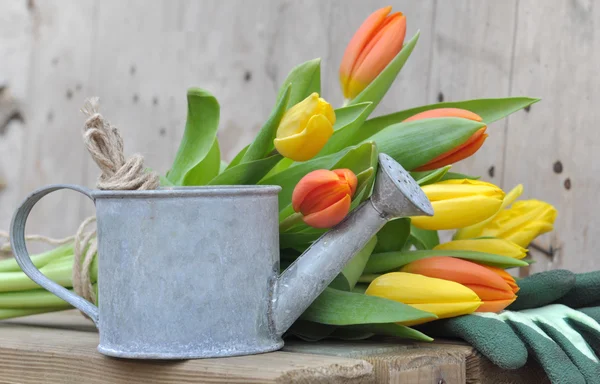 Tulips with watering can — Stock Photo, Image