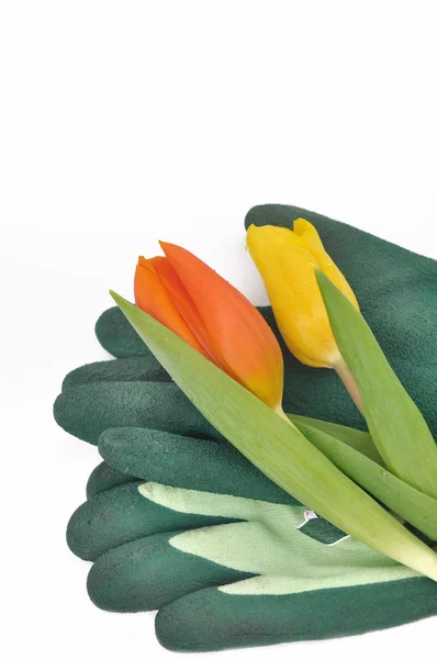 Gartenkonzept — Stockfoto