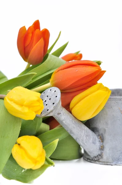 Tulipán és locsolókanna — Stock Fotó