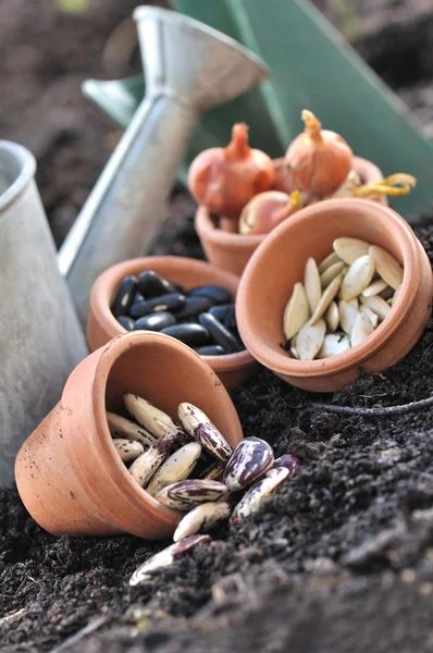 Seeds in pots to sowing — Stock Photo, Image