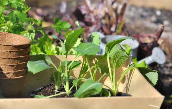 Vegetable seedlings in patch — Stock Photo, Image