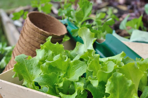 Lettuce seelings — Stock Photo, Image