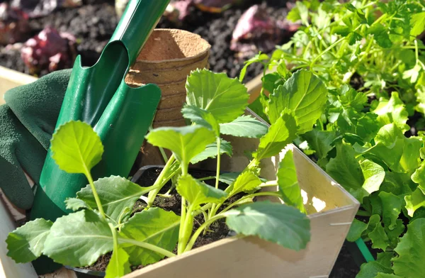 Vegetable seedlings — Stock Photo, Image