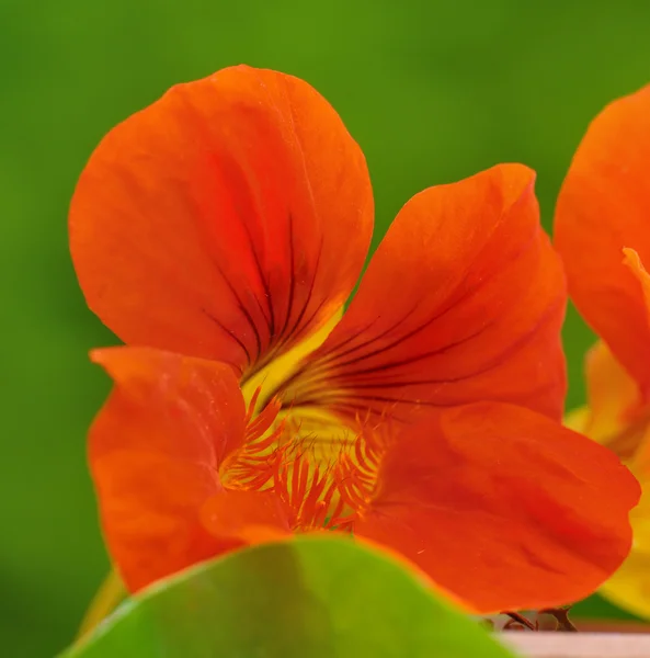 Nasturtium — Stok fotoğraf