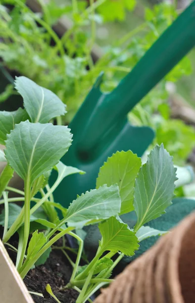 Vegetable seedlings — Stock Photo, Image