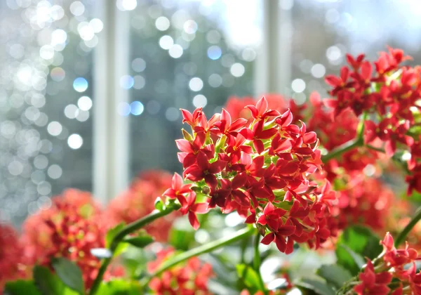 Schöne Kalanchoe — Stockfoto