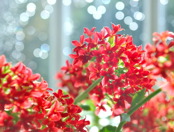 Kalanchoe blooming — Stock Photo, Image