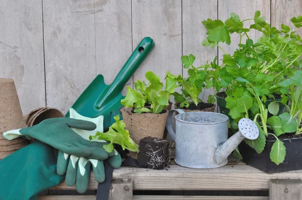 Gemüsepflanzen für den Garten lizenzfreie Stockfotos