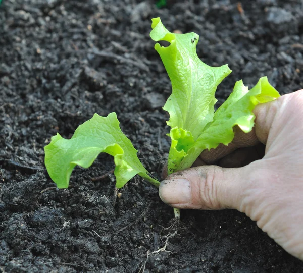 Planting lettuce — Stock Photo, Image