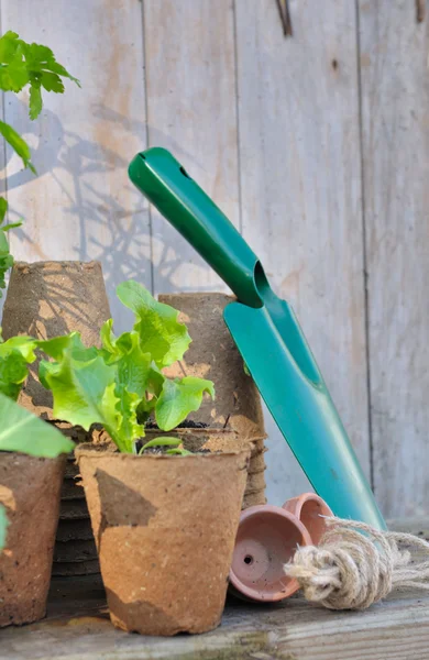 Salát v biologicky pot — Stock fotografie