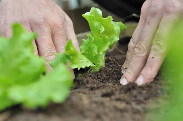 Planting lettuce — Stock Photo, Image