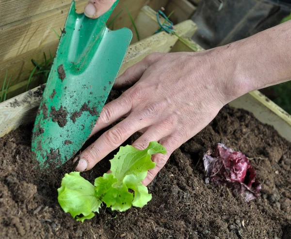 Planting lettuce in patch — Stock Photo, Image