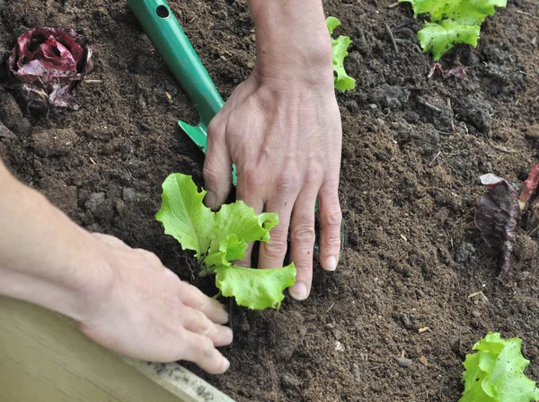 Planting lettuce — Stock Photo, Image