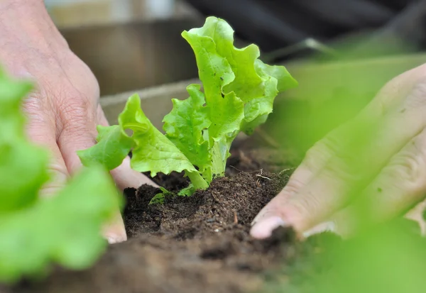 Salat pflanzen — Stockfoto