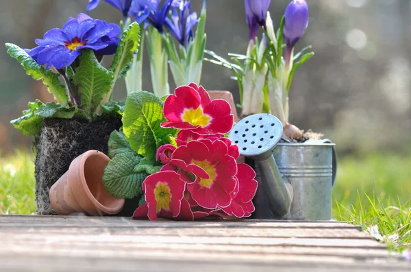 Springtime flowers — Stock Photo, Image