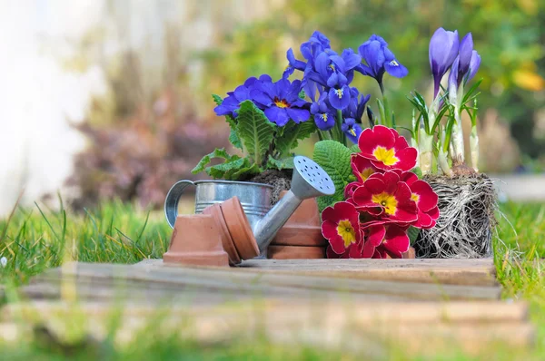 Springtime flowers — Stock Photo, Image