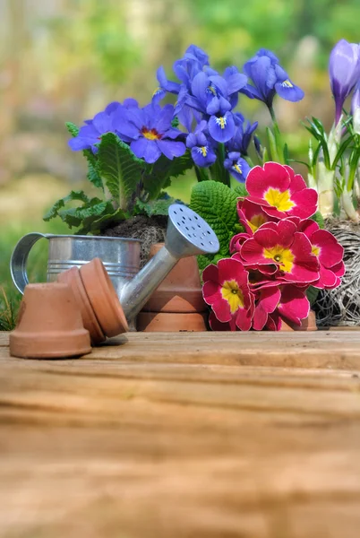 Springtime flowers — Stock Photo, Image