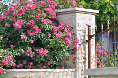 Hedge gül