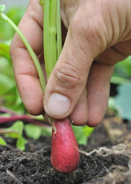 Picking radish — Stock Photo, Image