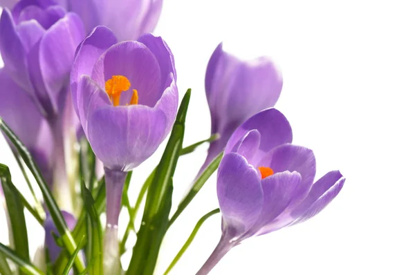 Crocus — Stockfoto