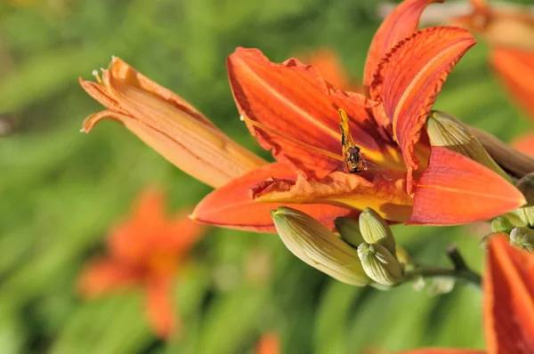 Daglelies — Stockfoto