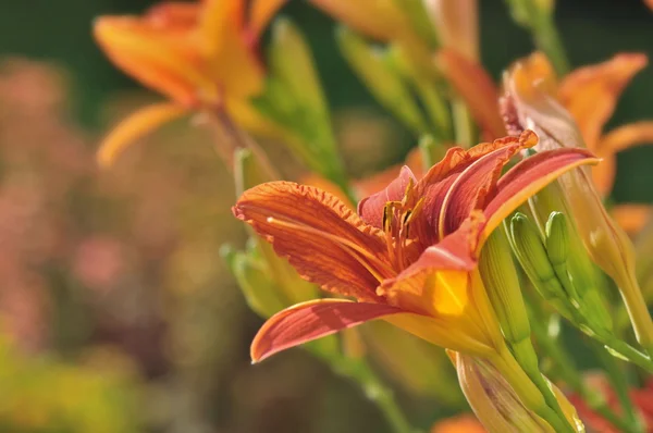 Daylily — Stock Photo, Image