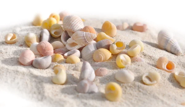 Seashells — Stock Photo, Image