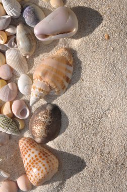 Deniz kabuğu toplama