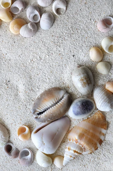 Seashells — Stock Photo, Image