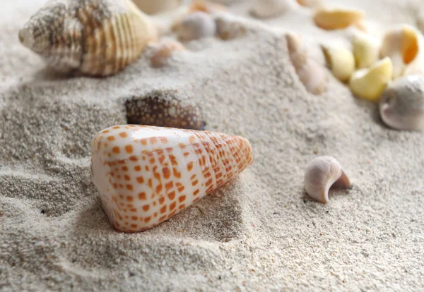 Seashell — Stock Photo, Image