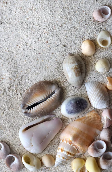 Muscheln — Stockfoto