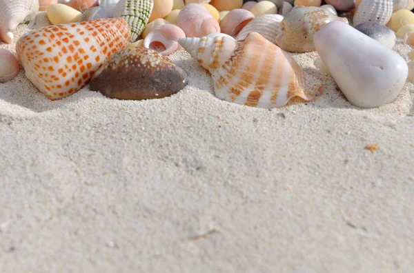 Seashells — Stock Photo, Image