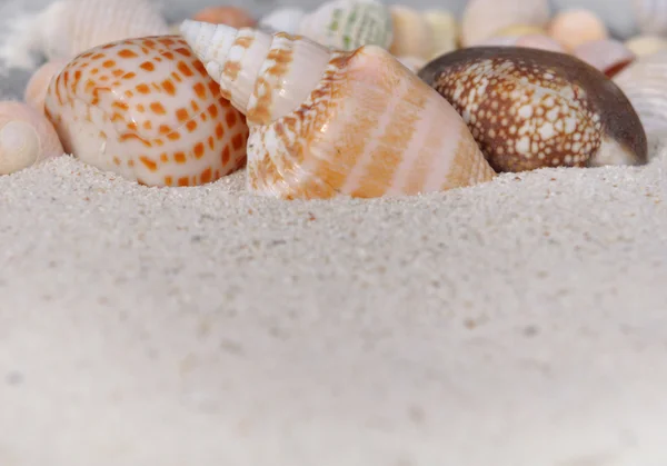 Seashells — Stock Photo, Image