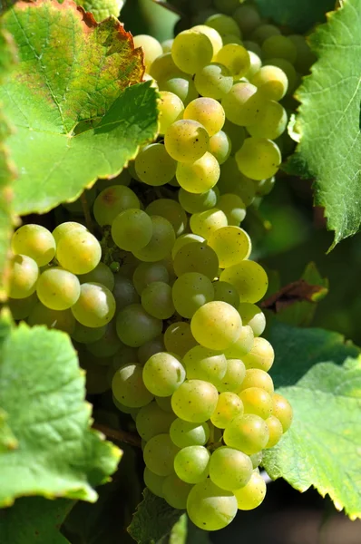 White grapes — Stock Photo, Image