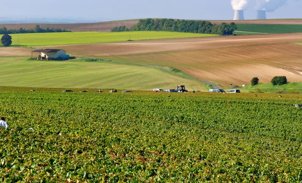 Landascape szampana podczas zbiorów — Zdjęcie stockowe