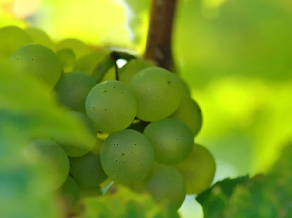 Fechar na uva branca — Fotografia de Stock