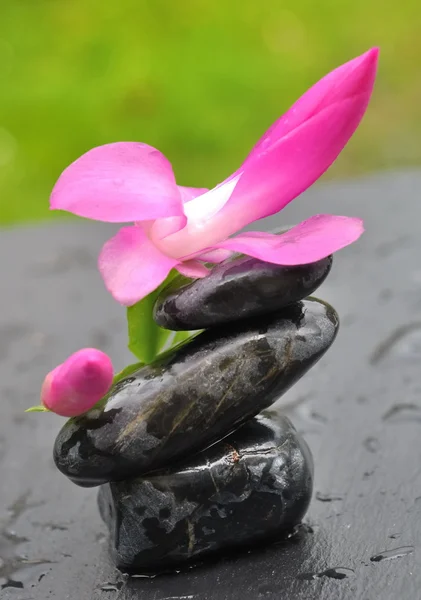 Kwiat na czarne kamyki — Zdjęcie stockowe