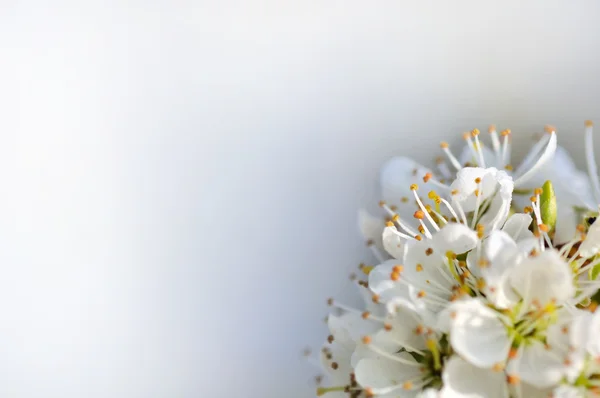 Kirschblüte — Stockfoto