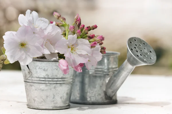 Romantico cespuglio di fiori di ciliegio — Foto Stock
