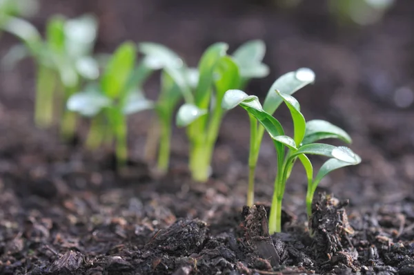 Seedlings — Stock Photo, Image