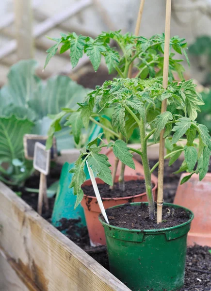 Tomate en pot — Photo