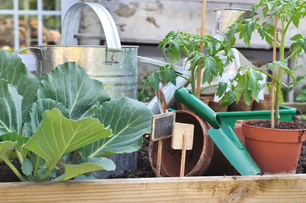 Planta de tomate en maceta y herramientas de jardinería — Foto de Stock